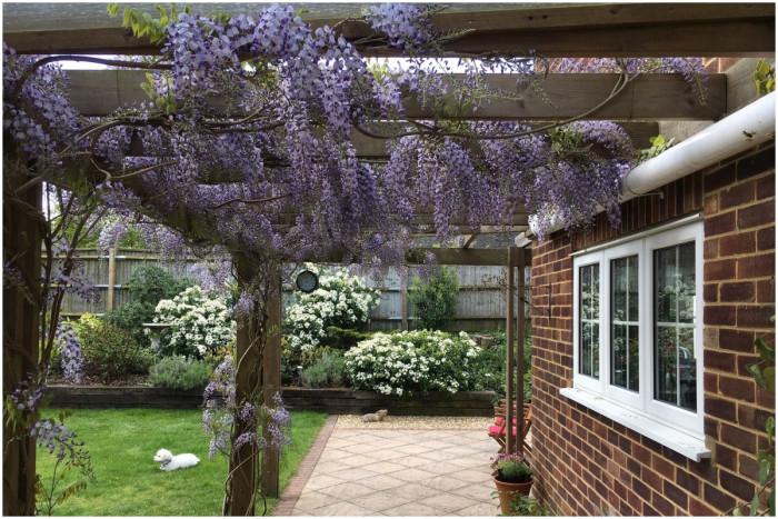 Инвазивно растение ли е вистерията?