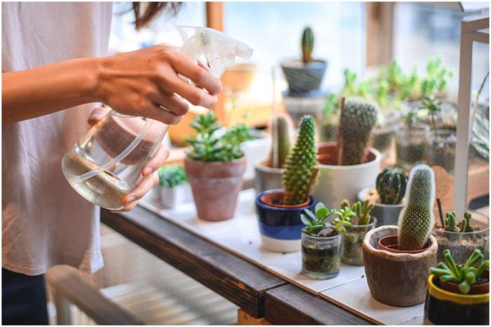 Подходящи видове растения за отглеждане в апартамент с южно изложение