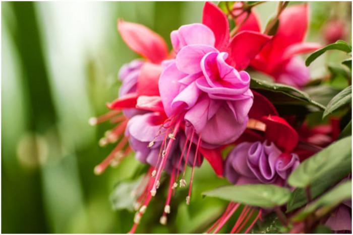 Едногодишни растения