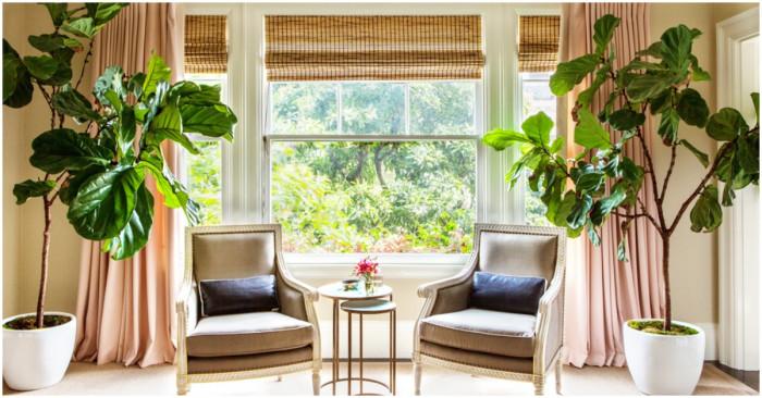 Отгледайте смокиня у дома