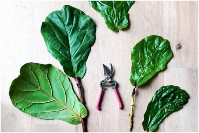 Размножаване на Ficus Lyrata