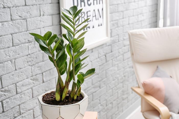 Замиокулкас замиофилия