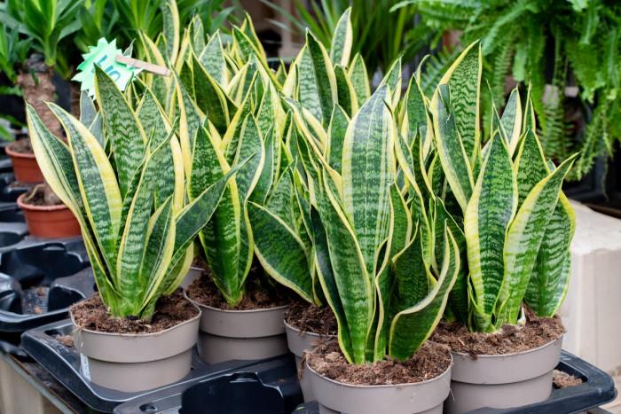 Сансевиера