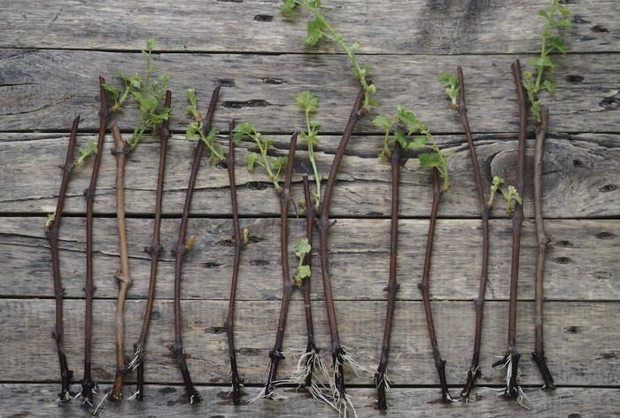 Съхранение през зимата