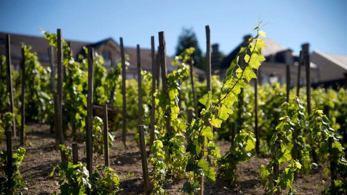 Как да запазите незасадените лозички до пролетта