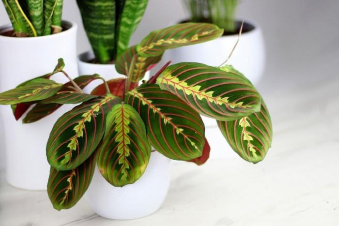 Поливане и температура на отглеждане