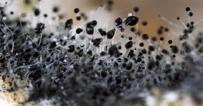 Черна плесен и начини за справяне в начален стадии