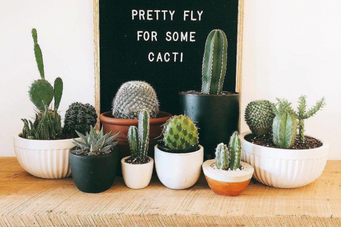 Кактуси и сукуленти