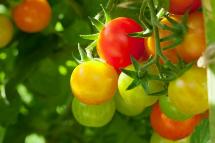 Борба с вредители и болести