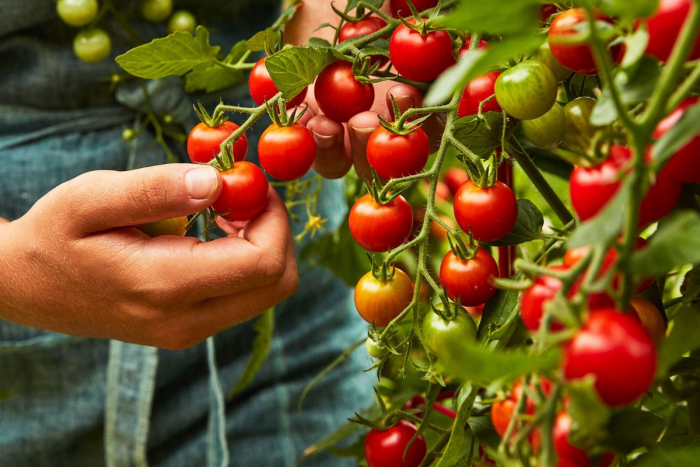 Подготовка и засаждане