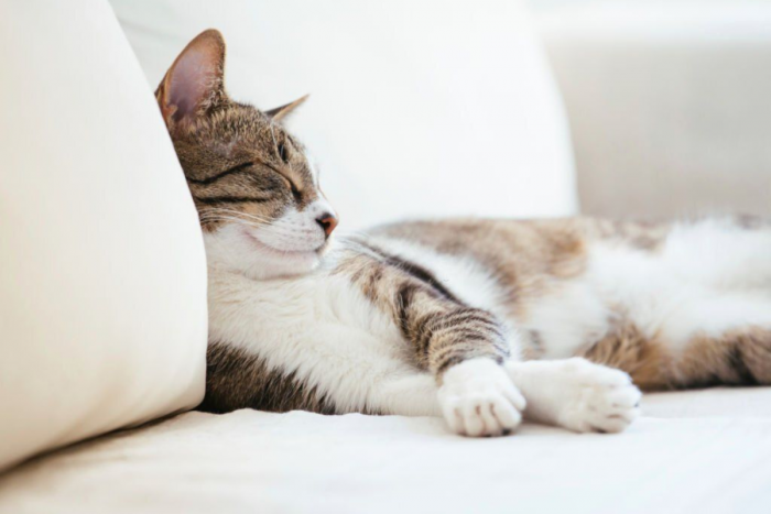 Антистатичен препарат