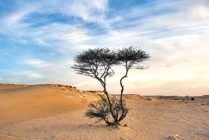 Отглеждане на дървета в пустинята