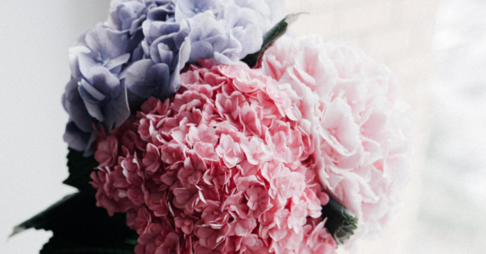 Есенни грижи за хортензията - какво да правим през октомври