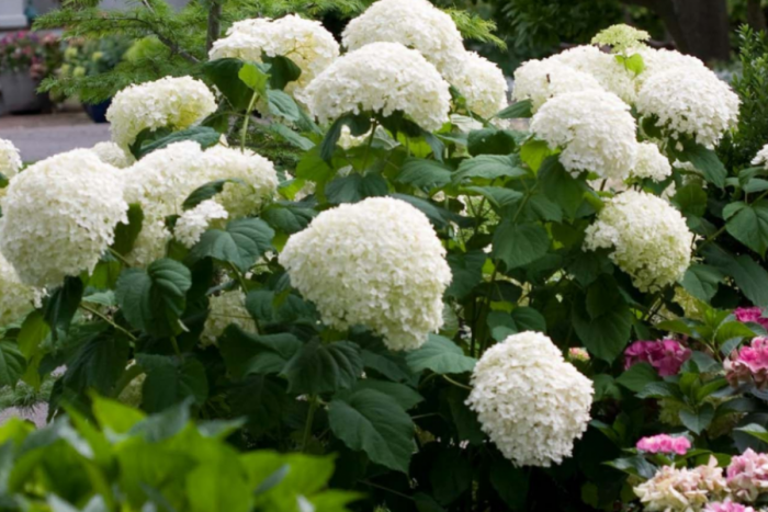 Покрийте храстите