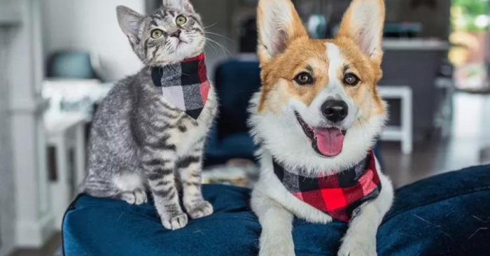 Как да подготвим жилището си за домашен любимец?