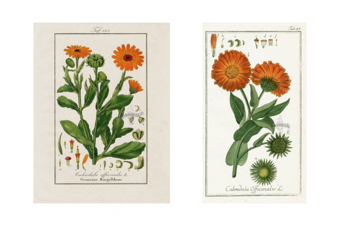 Невен - характеристики