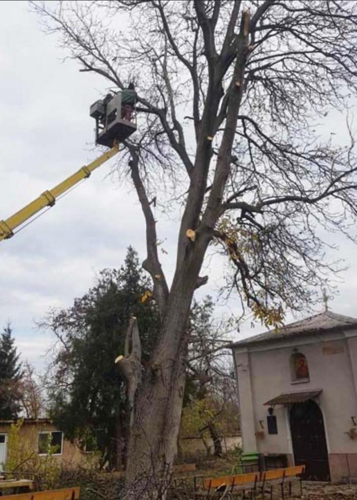 Префесионално премахване на дърва