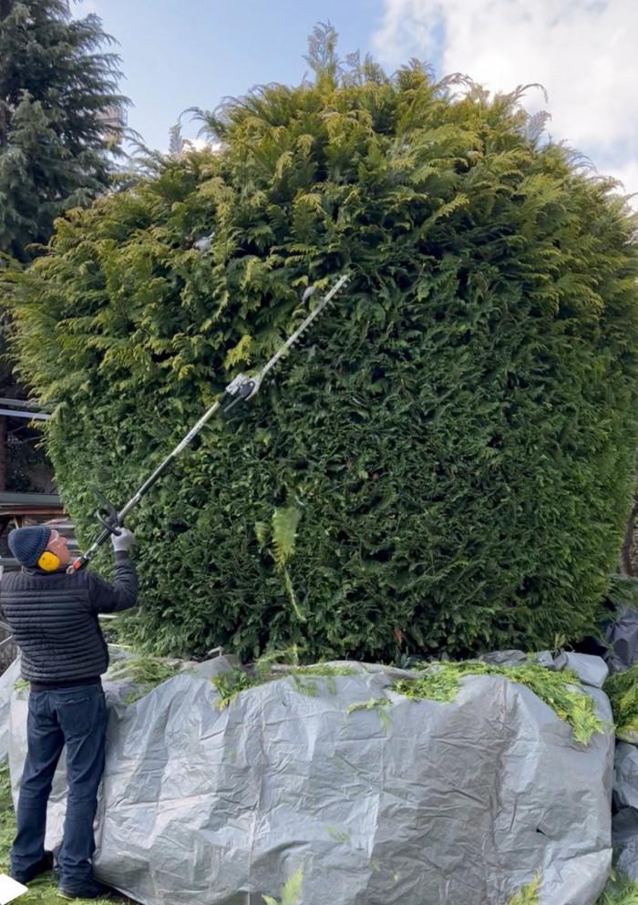 Подрязване на горната част на дървото