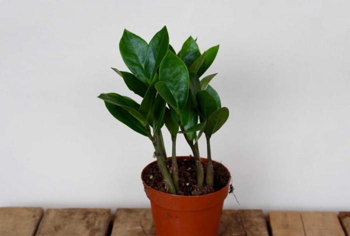 Вечните класики на модерния интериор