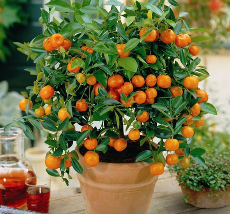 Стайни растения, носещи късмет