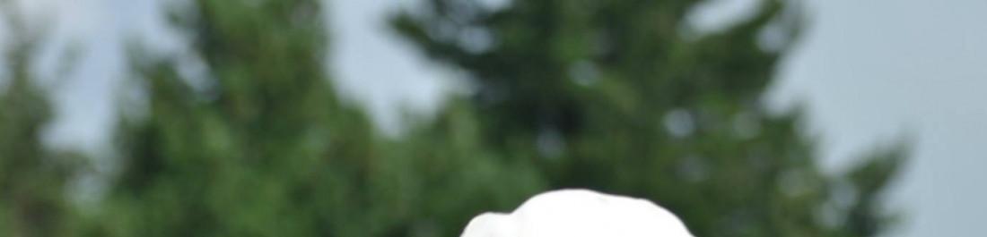 label.cover - Николай Йорданов