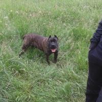 Профилна снимка - nasko mirchev