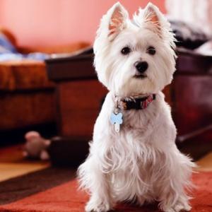 Препарати за премаване на петна и миризми