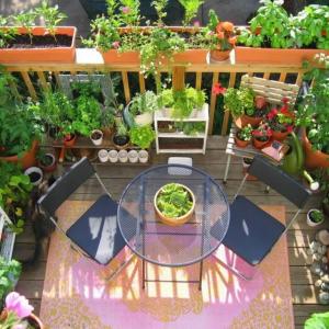 Билки на балкона… А защо НЕ?