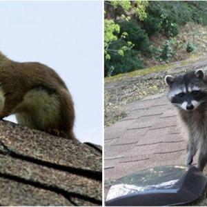 Животните обичат покрива