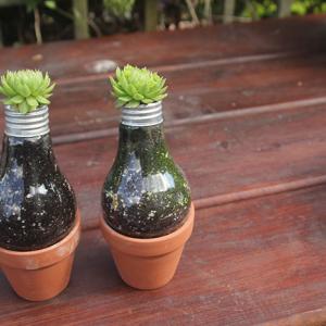 Посадете си цвете в... стара крушка