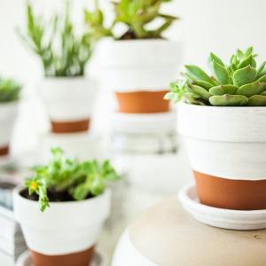 Потопени в бяло саксии