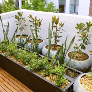 Оранжерия или градина