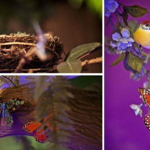 Клонки, цветенца, гнезда и птички