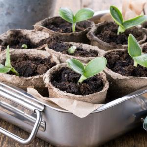 Преценете кои растения искате да засадите отново