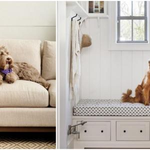 Няколко хитринки при съжителство с домашен любимец