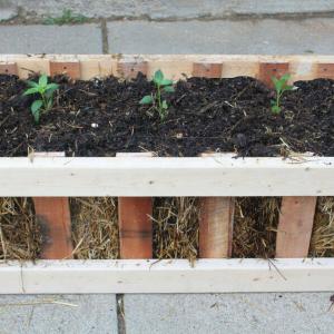 Дишаща саксия