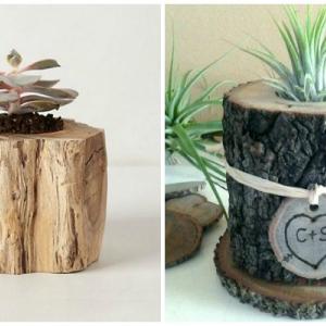 Какво растение да посадите в саксия от пънче?