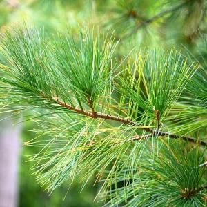 Съхранете традицията с живо борово дръвче