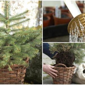 Как обаче да запазим дръвчето живо до засаждането?