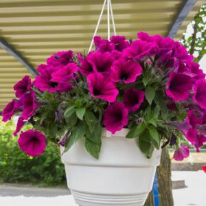 Избере едногодишни или многогодишни растения