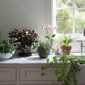 Какво да направите преди да внесете растенията