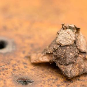 Палатка насред джунглата