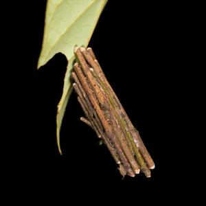 Цяла крепост, увиснала над пропастта