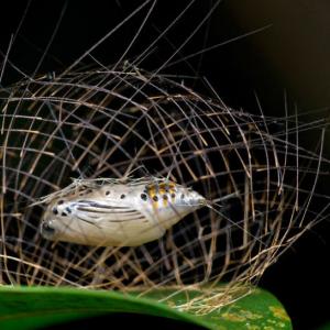 Изумителна предпазна клетка