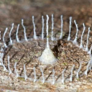 Замък от коприна