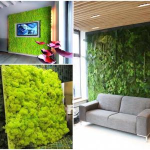 Да раззеленим дневната с декоративен жив мъх