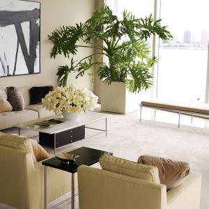 Идеално място за голямото саксийно растение