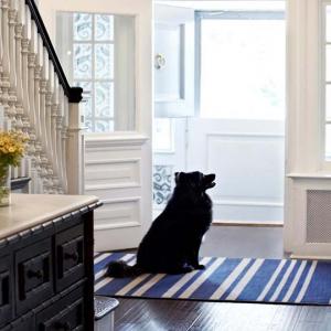 Спретнато и чисто антре, макар и с домашен любимец