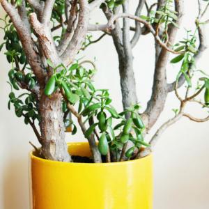 Изпълнението