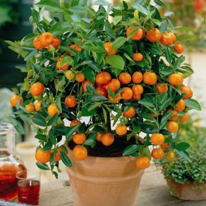 Стайни растения, носещи късмет